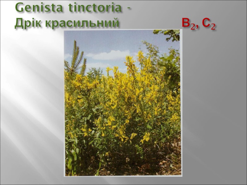 Genista tinctoria -  Дрік красильний        